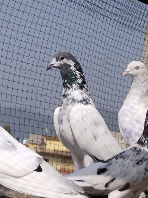 high flyers pigeons 6