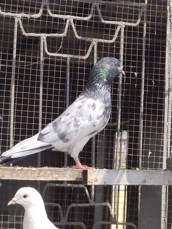 high flyers pigeons 7