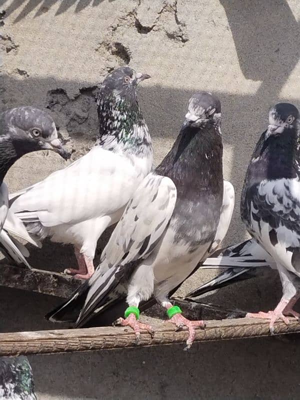 high flyers pigeons 8