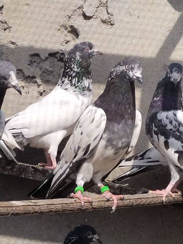 high flyers pigeons 9