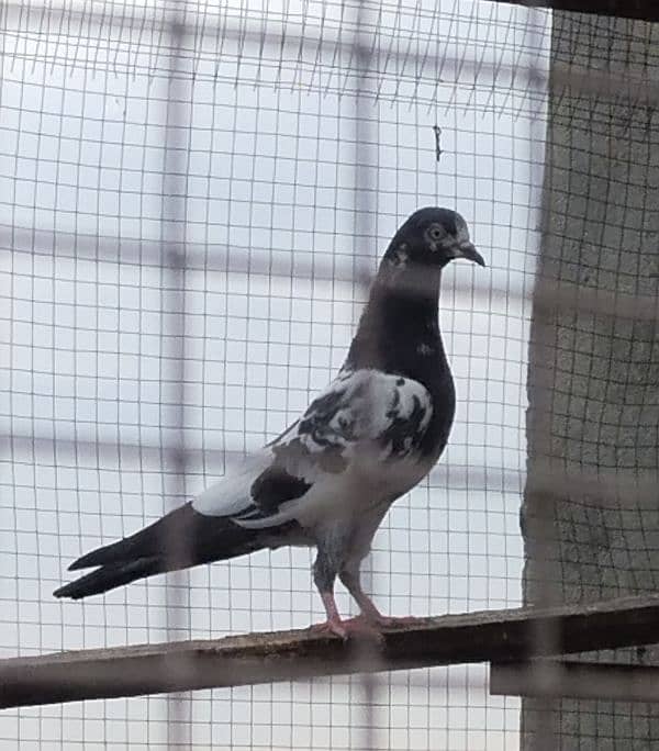 high flyers pigeons 10