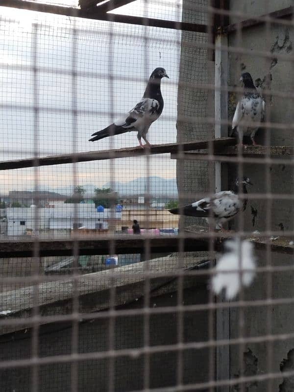 high flyers pigeons 11