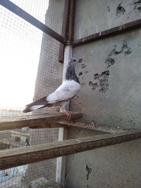 high flyers pigeons 12