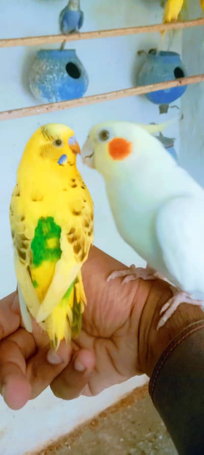 Red Eyes Breeder Budgies 700/Pair