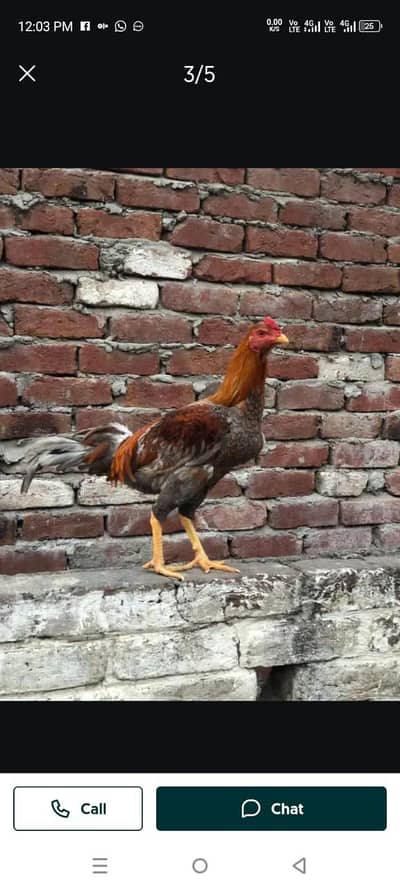 aseel murga for sale