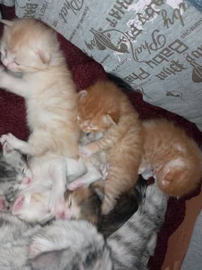 lovely cat breed so elegant and humble 