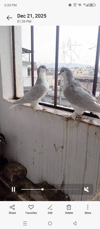 silver sherazi big size pair  for sale