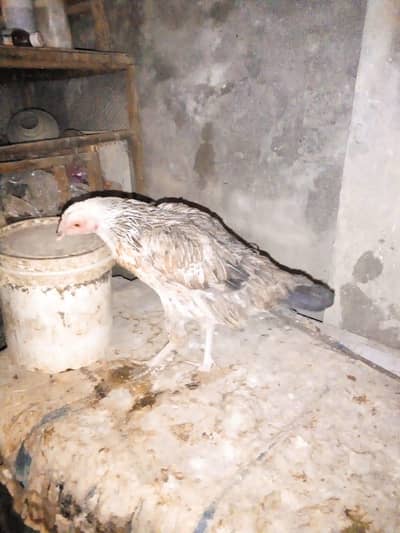 Golden Misri breeder female for sale