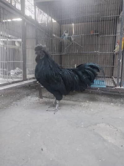 ayam cemani male
