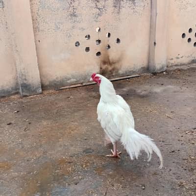 Paper Aseel Heera Murgha