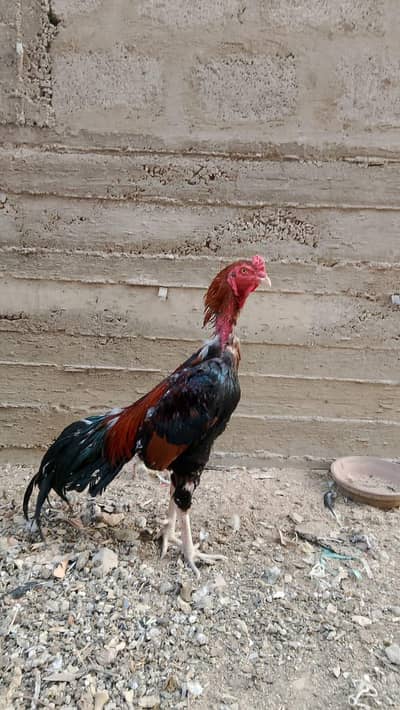 Murgha (Hens)
