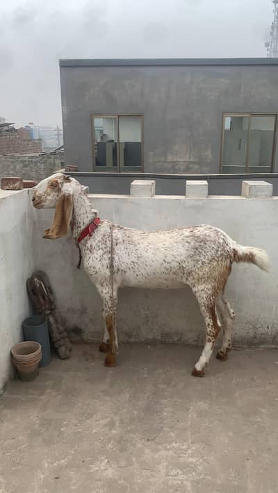makhi cheeni goat
