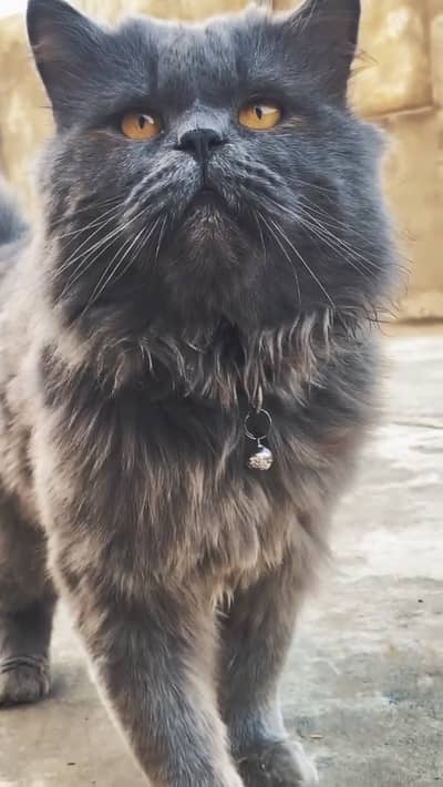 GREY PERSIAN TRIPLE COURT MALE