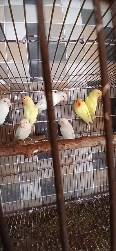 albino red eye to caremino pairs breeder available