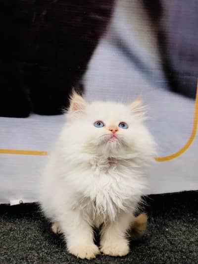 cash on delivery himalayan British kitten cat home delivery available