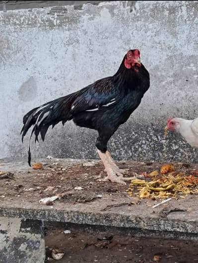 1 Heera murgha 1 Jawa murgha , Reza murgha,