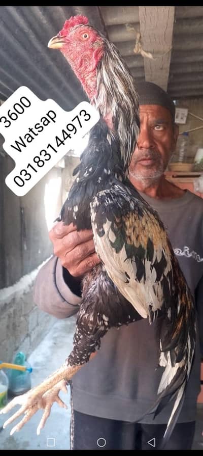 aseel murga | aseel murgi | murga