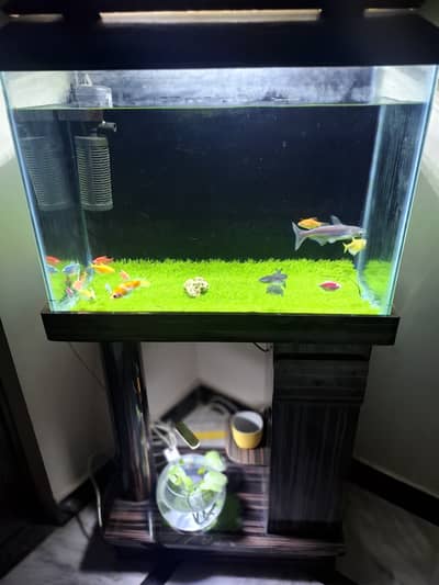 Fish Aquarium