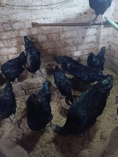 ayam cemani