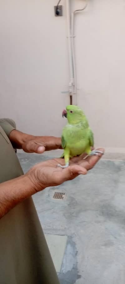 Ringneck handmate chick