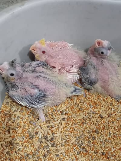 Cockatiel Chicks for handfeed or tame