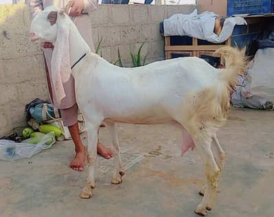 Gulabi Goat with 2 kids male & Female Daily 1kg dodh bhi 03162918168