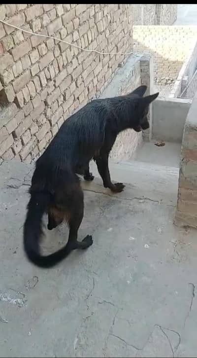 Black German shepherd female available