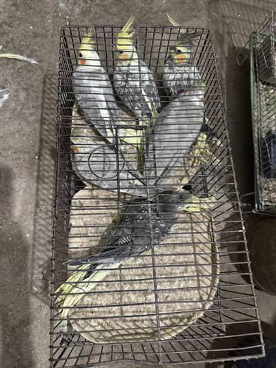 cocktail parrots pathy 4 months age pearl gray eno