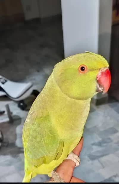 Ringneck Male Very Active & Playfull