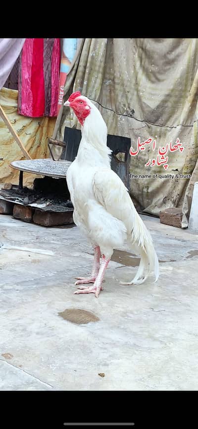 High quality paper white