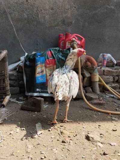 Thai Fertile Eggs Available