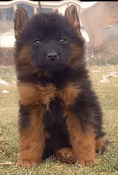 German Shepherd puppie long coat for sale