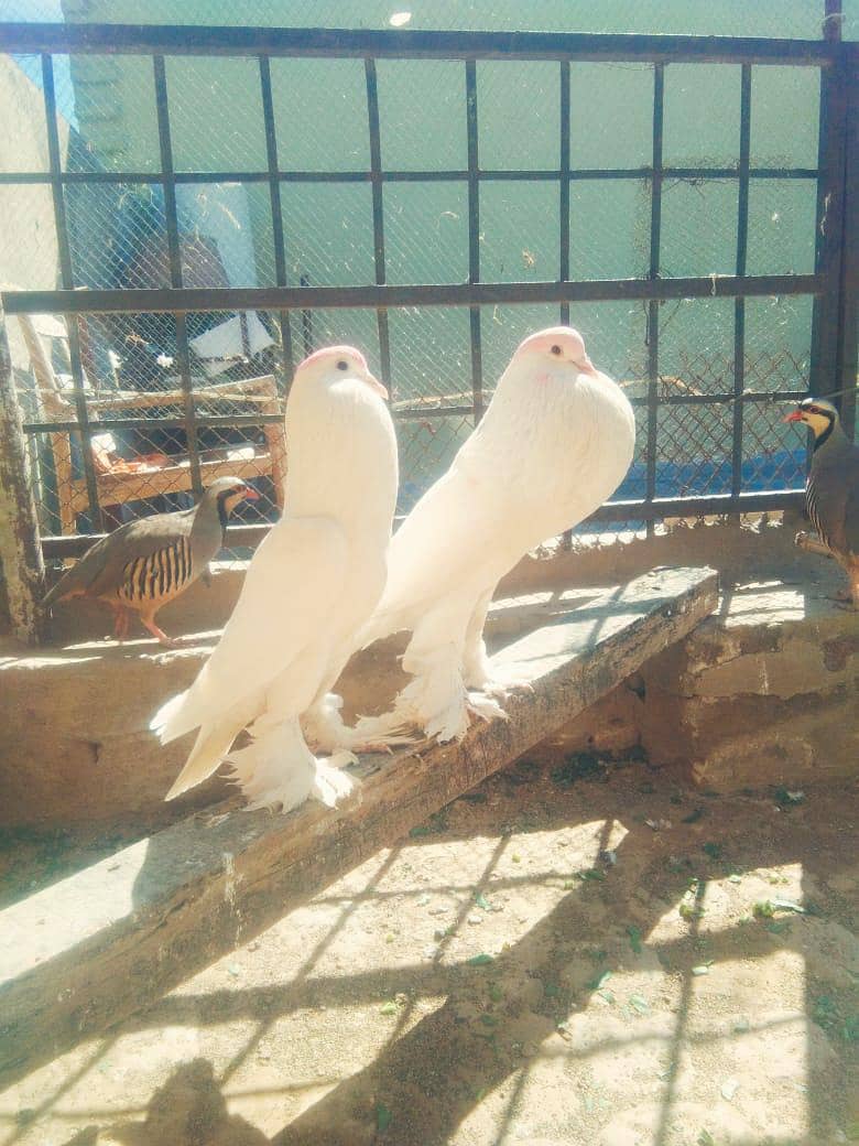 white ghubara pair 0