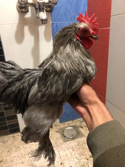 Blue bantum for sale.