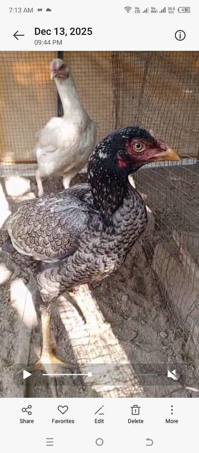 aseel parrot beak cross