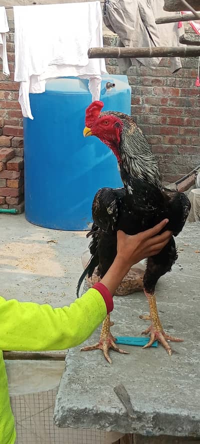 Pure shamo Trio and thai