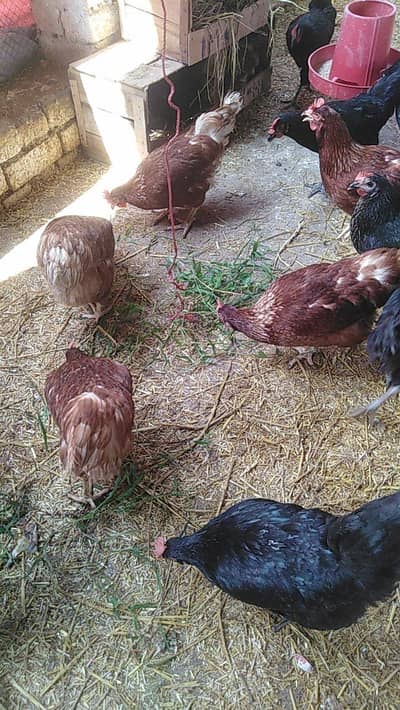 lohmann brown and black hens for sale ha fix price 2500 ha