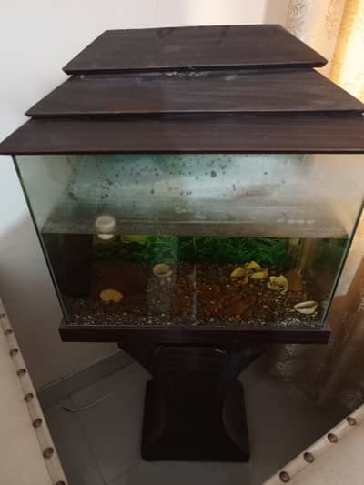 fish aquarium