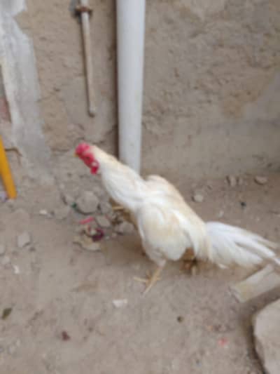 hera asel miya wali berd ka shok wala