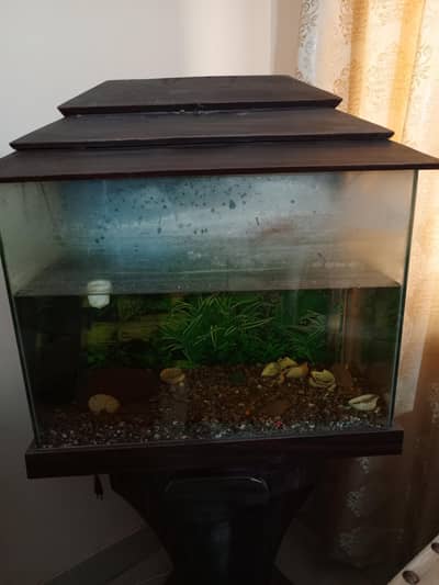 fish aquarium
