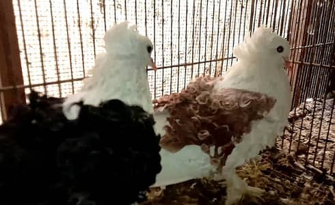 frill back pigeons breeder pair for sale