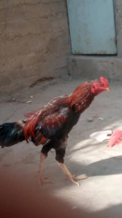 Aseel Jagiri . patha murgha