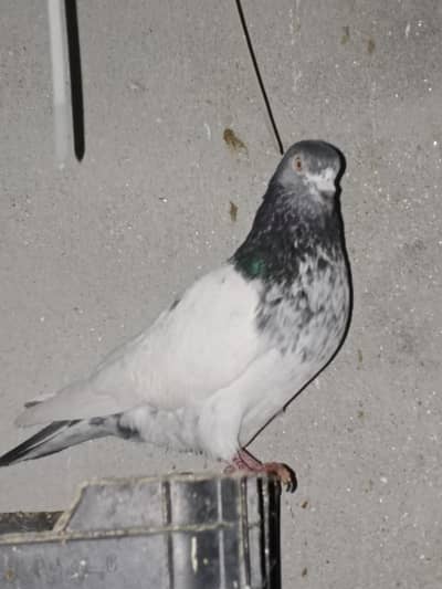 high quality teddy blood line result deni wala couple for sale ha