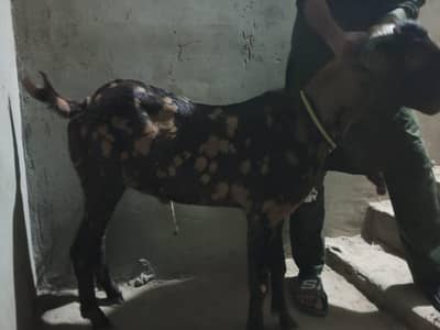 kamori bakra 2 daant khassi