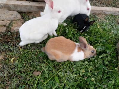 Rabbits baby's ready for sale