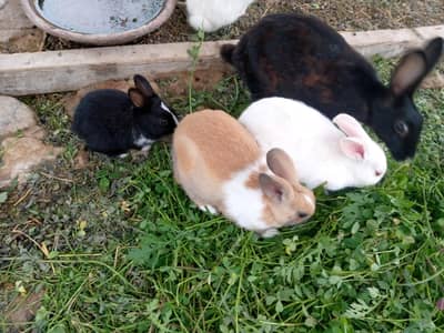Rabbits baby's ready for sale