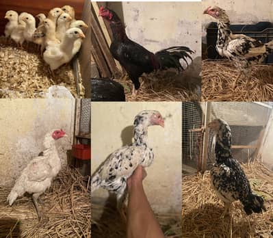 Shamo cross or pure pakistani birds