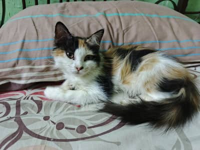 white persian kittens | Double coat | fluffy|kittens|punch face kitten