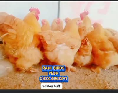 Mashallah Top quality golden buff fresh and fortaile eggs available