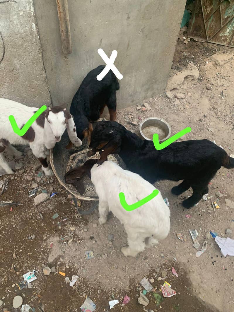 bakra 3